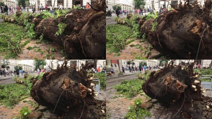 破坏使许多树木倒下。超级旋风连根拔起倒下的树