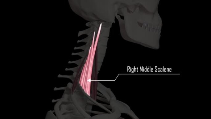 斜角颈部肌肉