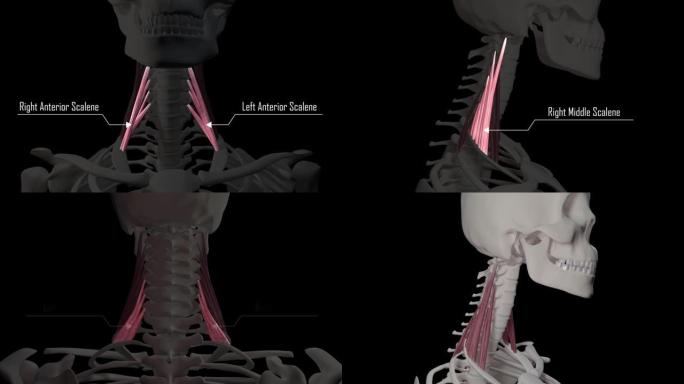 斜角颈部肌肉