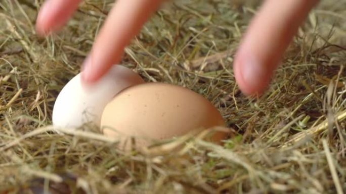 干草鸡舍里的鸡蛋特写。孩子的手拿一个鸡蛋