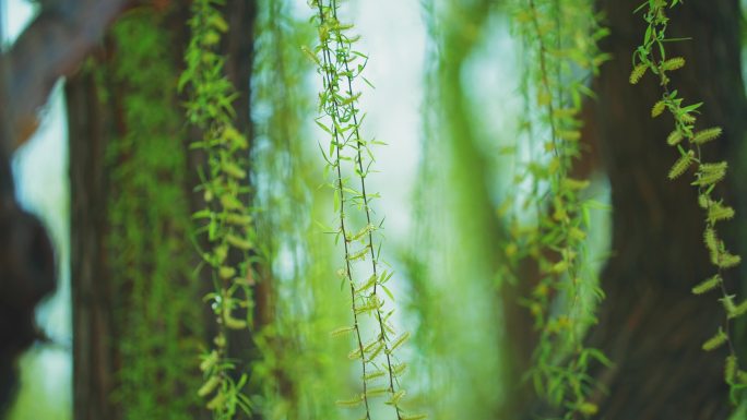 春天柳枝发芽随风飘动柳树柳枝柳叶柳条杨柳