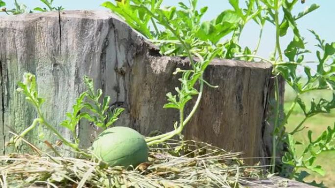绿色西瓜生长在树桩自然园艺农业新鲜的户外采摘，农民农场。utdoors natural，field 