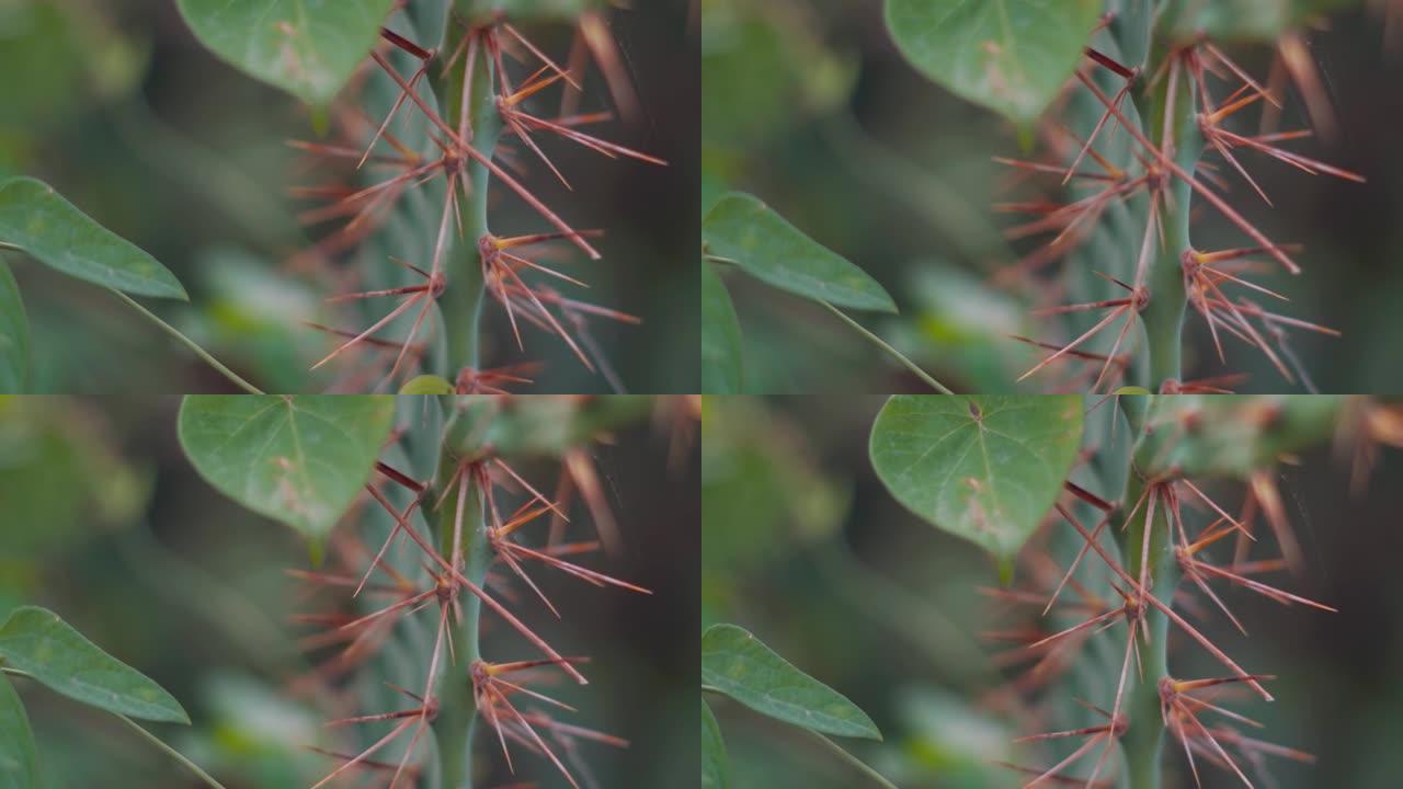 仙人掌植物上的刺的特写镜头