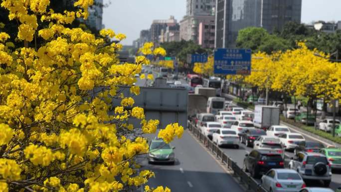 城市绿化黄花风铃木唯美城市春天成都街景