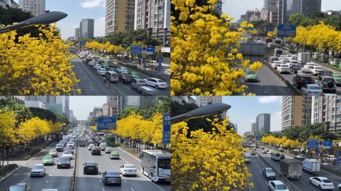 城市绿化黄花风铃木唯美城市春天成都街景