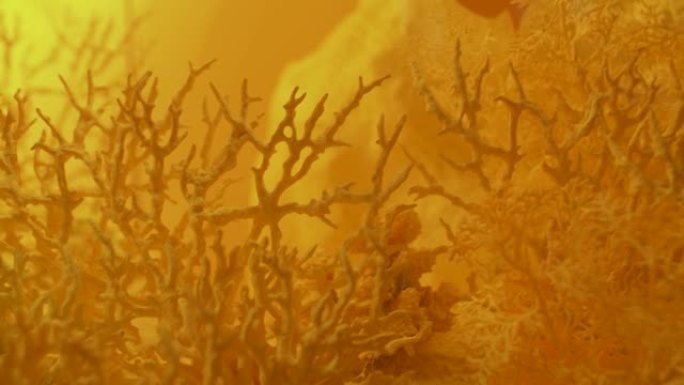 黄色珊瑚，模仿海床。执行的黄色。