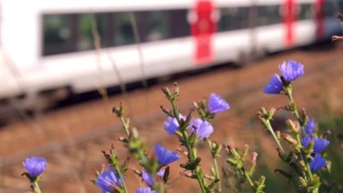 在铁路轨道旁生长着紫色的花朵，背景是郊区火车经过