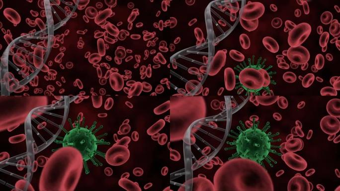 红色背景下血管上的dna结构和新型冠状病毒肺炎细胞的数字动画
