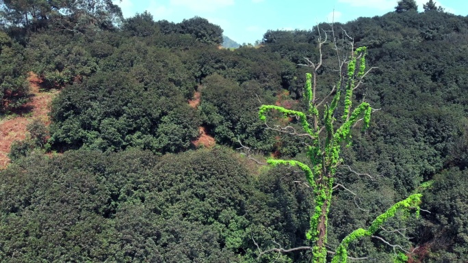 4K_植树造林青藤大树灌木园林自然生态
