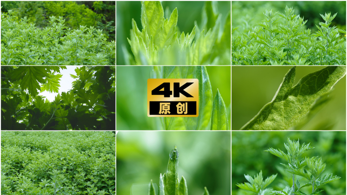 艾草【4K精品】