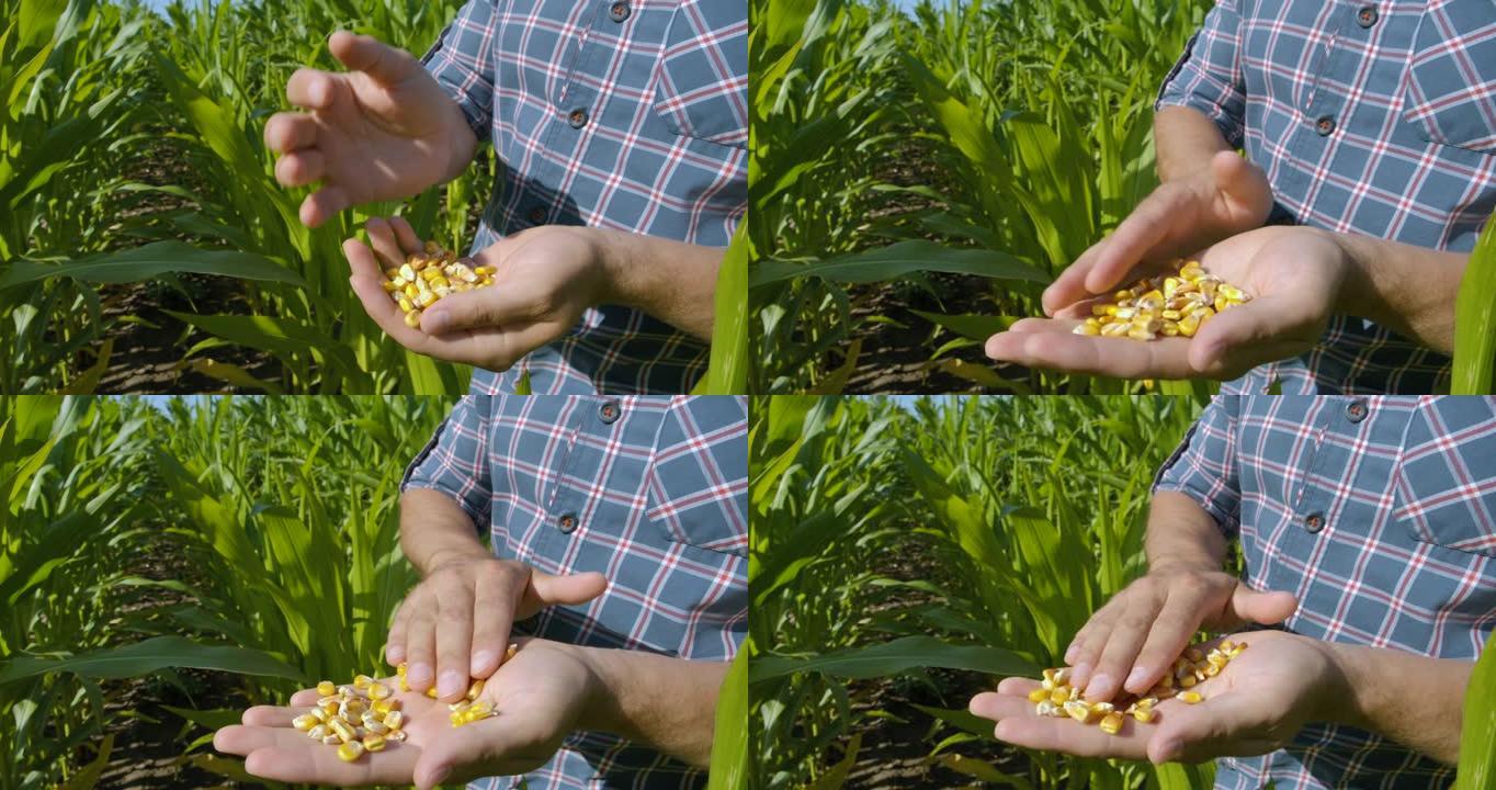 农民手中的玉米种子，农业。收获后，慢动作农民在田间用手拔罐玉米粒。持有玉米收获谷类植物的特写农场工人