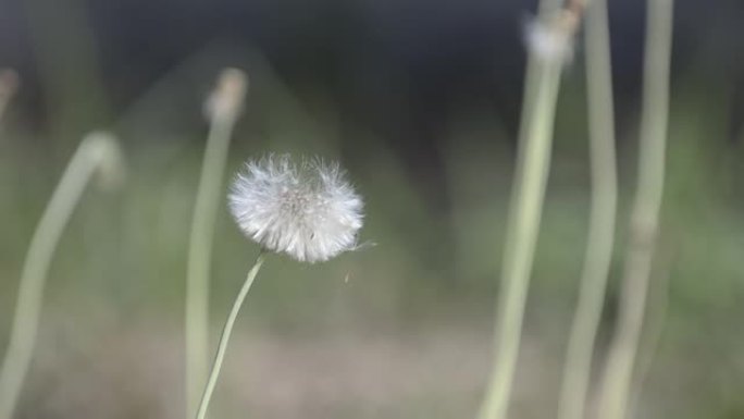 脆弱的白色蒲公英花被春风摇曳。蓬松的白色种子飞走的美丽照片。花花被卷走了。