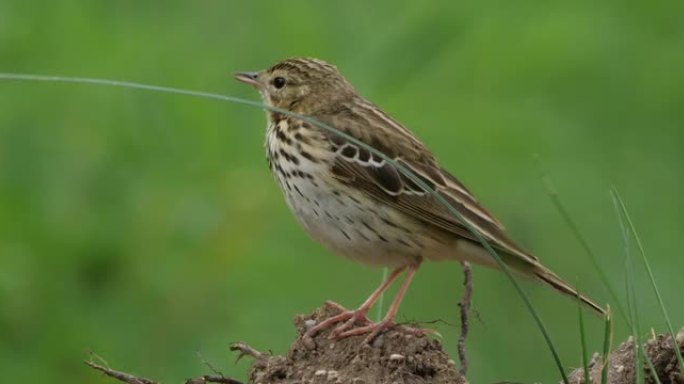 树pipit (Anthus trivialis) 在春天唱歌的鸟，白俄罗斯