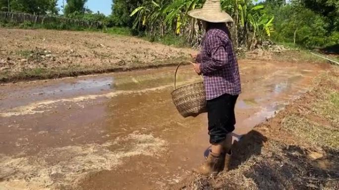 农民播种水稻种子乡村振兴农业生产农业农村