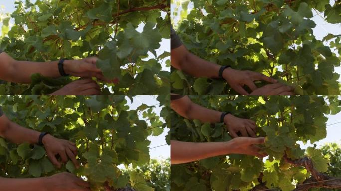 4k视频显示一个不认识的人在葡萄园摘水果