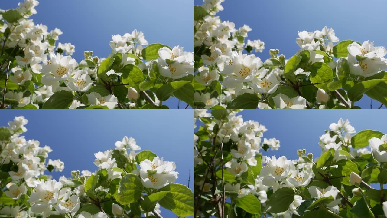 树枝的特写镜头，蓝天背景下有美丽的雪白茉莉花。盛开的茉莉花树枝。植物学，细节，天然