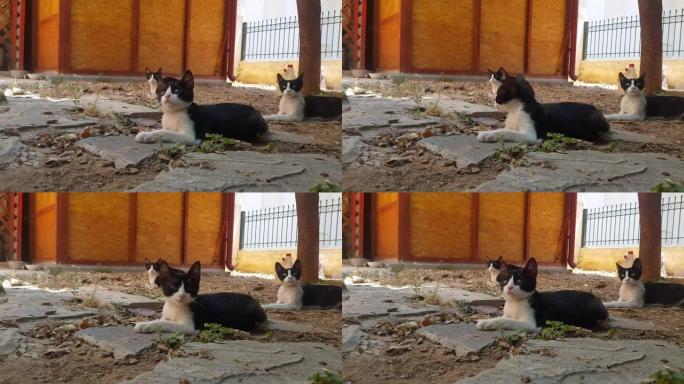 三只猫在后院休息。