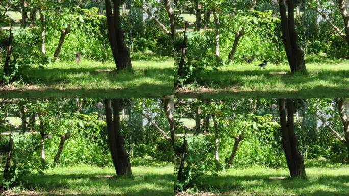 0085松鼠爬树奔跑跳跃公园喜鹊自然植物