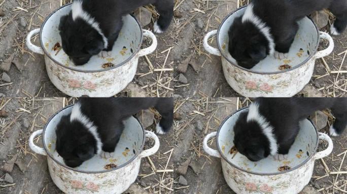 饥饿的小小狗舔锅里的食物残渣
