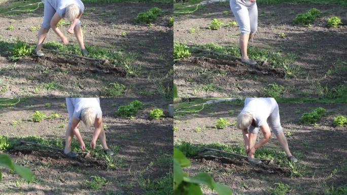 妇女在他们的夏季小屋的洞里种下蔬菜种子