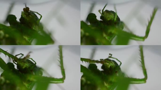 天然蝗虫宏观特写清洁爪子。绿色的蝗虫是天然的。