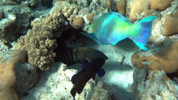 孔雀石斑鱼 (头足类)-珊瑚鱼-红海，4k视频剪辑