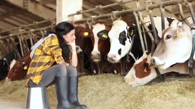 4k视频沮丧的中年女农民站在大牛棚饲养场的奶牛附近，思考财务挑战和破产