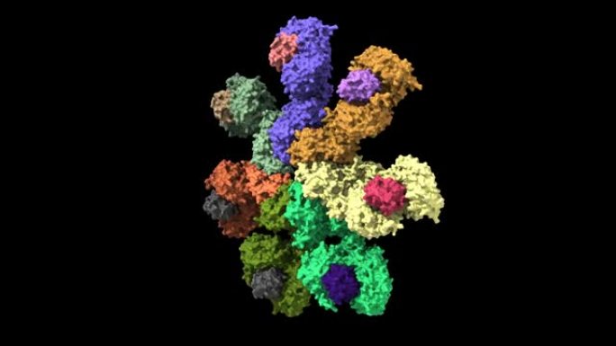 显示具有细胞色素C的Apaf-1凋亡体的结构