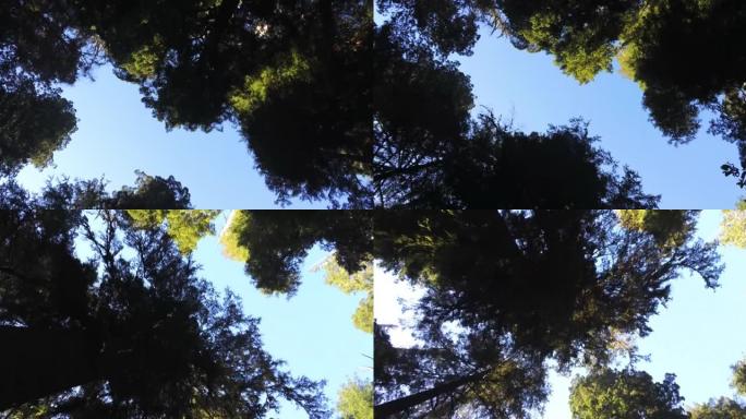 红杉/红木国家森林自然漫步