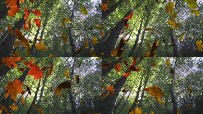 多片叶子落在绿色森林上的动画