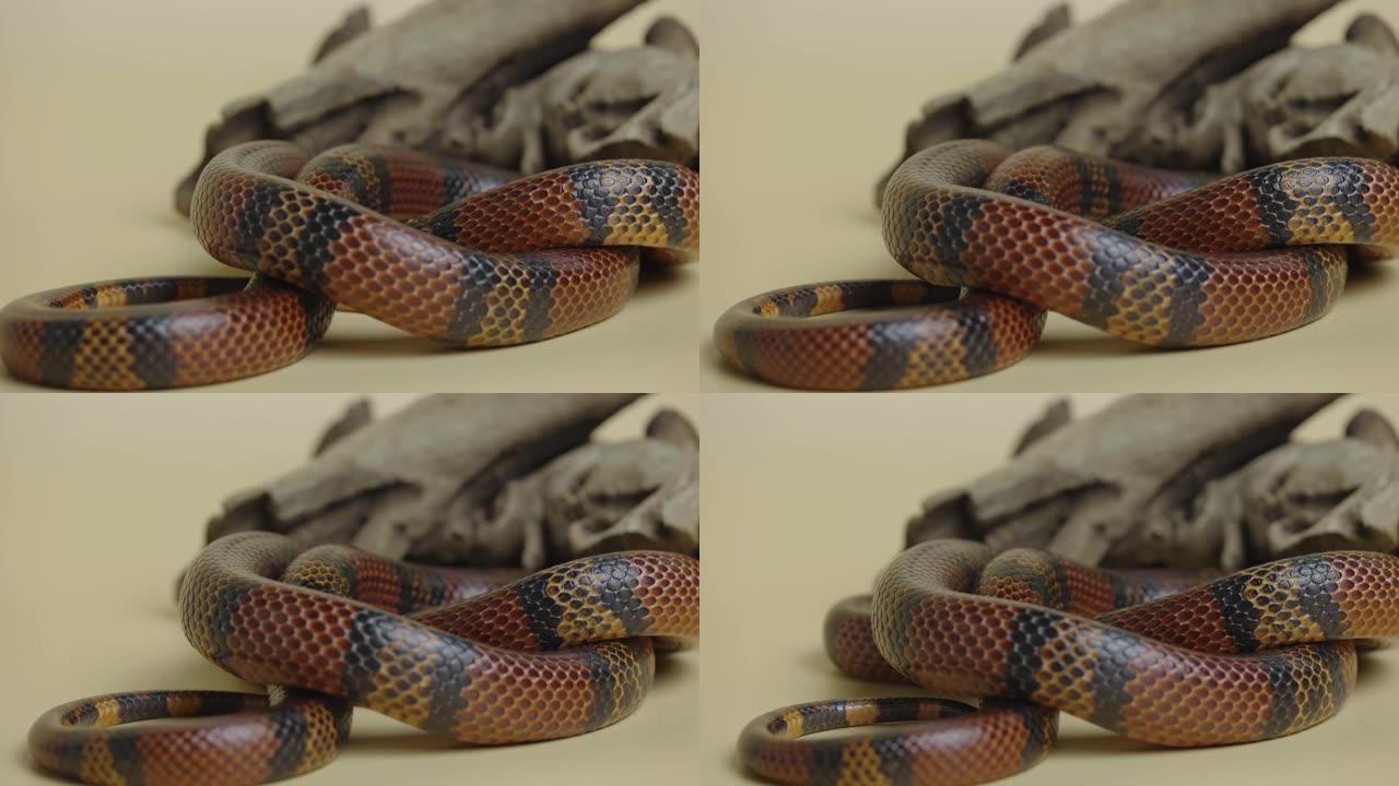 Sinaloan牛奶蛇，lamprobeltis triangulum sinaloae，在工作室的