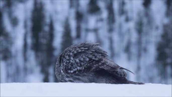 一只巨大的灰色猫头鹰 (Strix nebulosa) 在冬日寒冷的芬兰针叶林中跳跃并环顾四周。