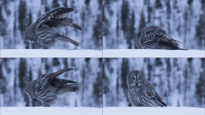 一只巨大的灰色猫头鹰 (Strix nebulosa) 在冬日寒冷的芬兰针叶林中跳跃并环顾四周。