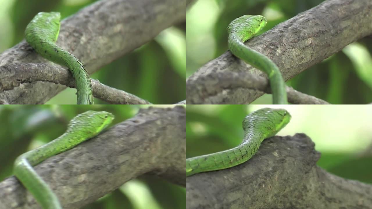 绿藤蛇