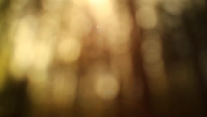 模糊效果金色抽象视频中的森林