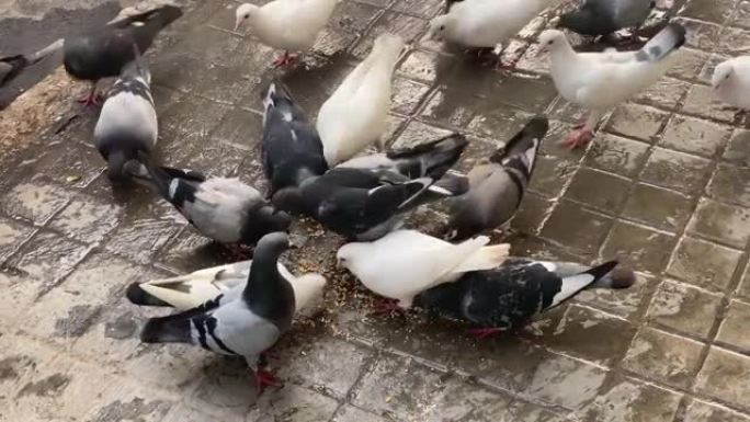成群的鸽子在街上觅食