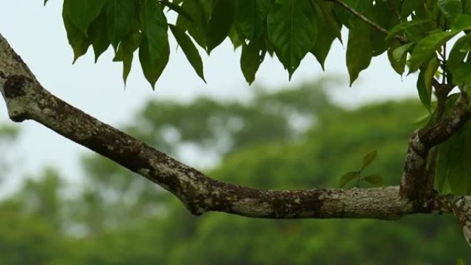 龙骨嘴巨嘴鸟-Ramphastos sulphatus也称为硫胸巨嘴鸟或彩虹嘴巨嘴鸟，巨嘴鸟家族成员