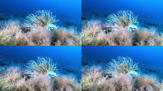 大自然海底-铈-海葵-在深蓝色的大海中