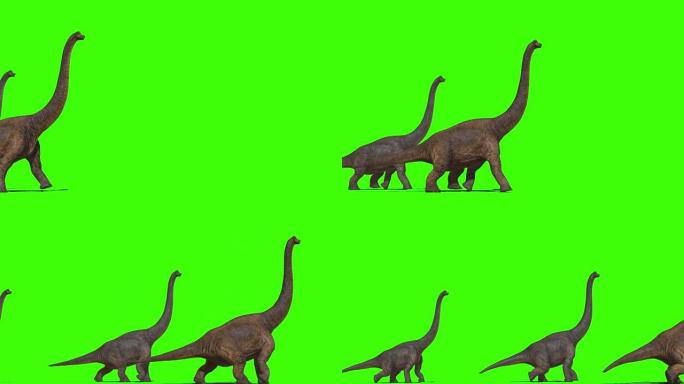 在绿色屏幕上行走的腕龙科恐龙