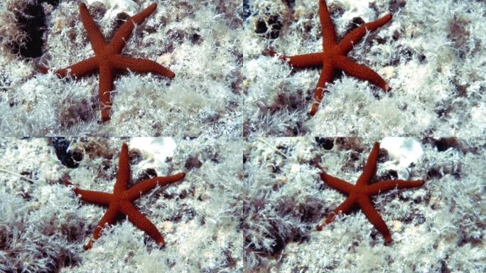 地中海红海星的4k镜头 (Echinaster sepositus)