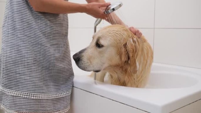 女孩用淋浴洗金毛猎犬狗