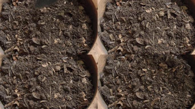 有机堆肥中的黑兵蝇幼虫是动物饲料的蛋白质和植物的天然肥料。将食物垃圾转化为农业的健康土壤。生态友好型