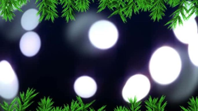 黑色背景上发光点和杉木树枝的动画