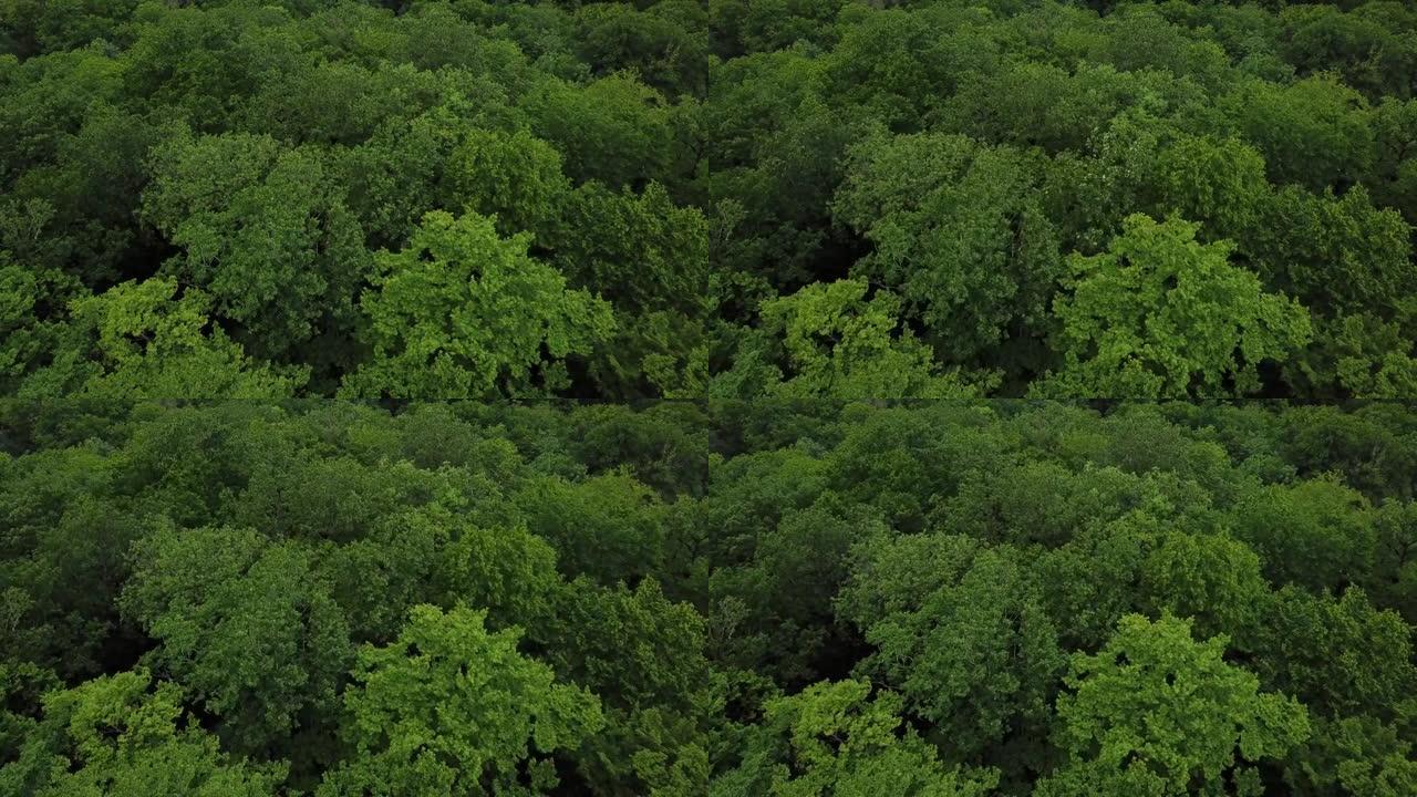 俄罗斯高加索森林背景中夏季绿树的空中俯视图。无人机视角4k镜头。针叶树和落叶树。