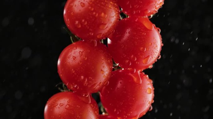 特写镜头，用水滴浇水在树枝上详细介绍红色成熟的西红柿。柔和的工作室照明中的黑色背景。蔬菜在水滴和飞溅