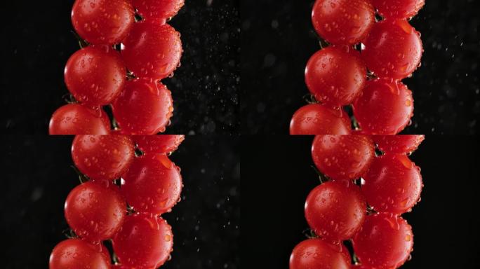 特写镜头，用水滴浇水在树枝上详细介绍红色成熟的西红柿。柔和的工作室照明中的黑色背景。蔬菜在水滴和飞溅