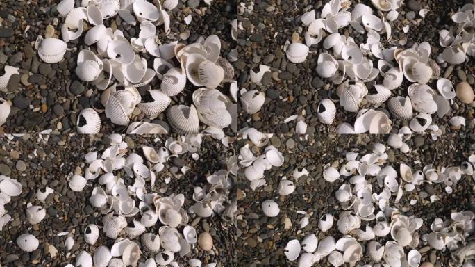 许多白色的贝壳散落在日本田原的Koijigahama