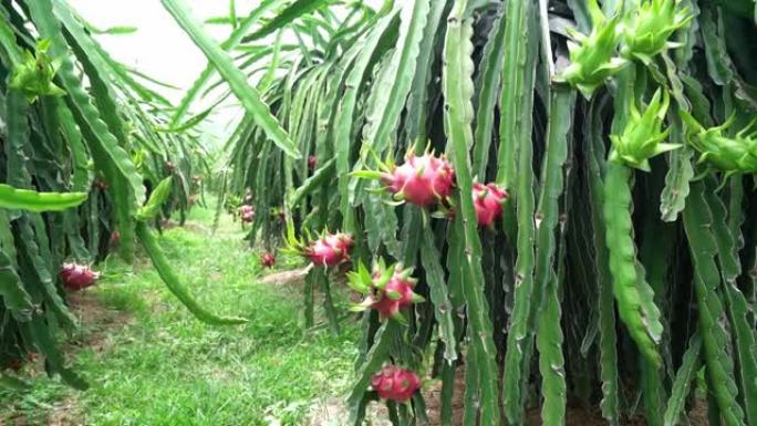火龙果树，树上有成熟的红色果实，用于收获。