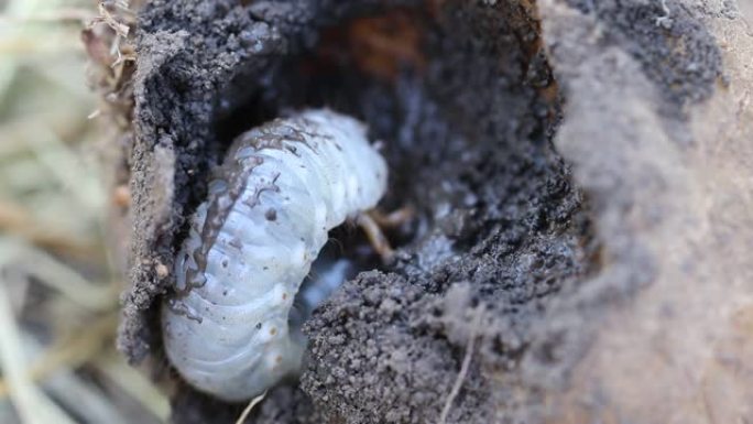 五月甲虫的幼虫吃马铃薯。普通鸡蛋鸡或可能在土豆里虫子。