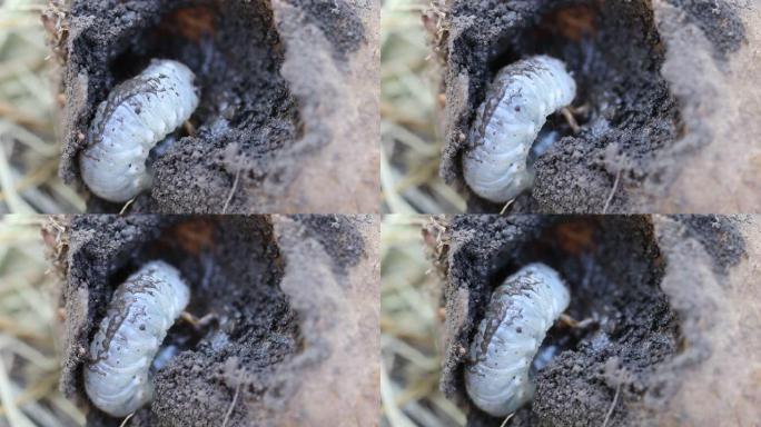 五月甲虫的幼虫吃马铃薯。普通鸡蛋鸡或可能在土豆里虫子。